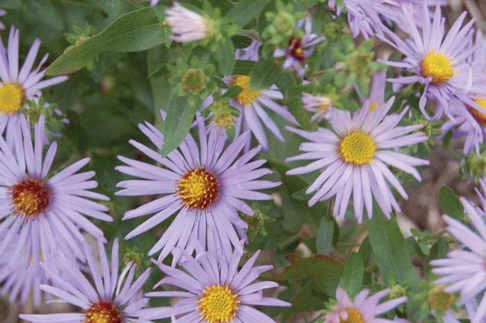 Oblongleaf Aster Cultivar - Aster oblongifolius 'Raydon's Favorite' from E.C. Brown's Nursery