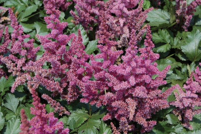 Chinese Astilbe - Astilbe chinensis 'Visions' from E.C. Brown's Nursery