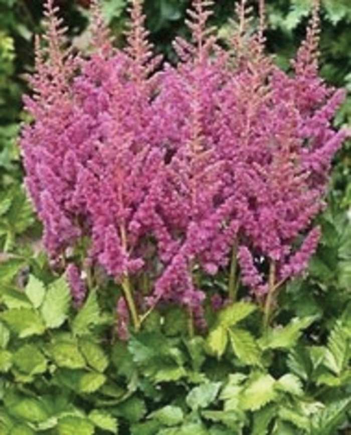 False Spirea - Astilbe chinensis 'Visions in Pink' from E.C. Brown's Nursery
