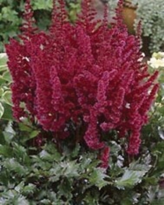 False Spirea - Astilbe chinensis 'Visions in Red' from E.C. Brown's Nursery False Spirea - Astilbe chinensis 'Visions in Red' from E.C. Brown's Nursery