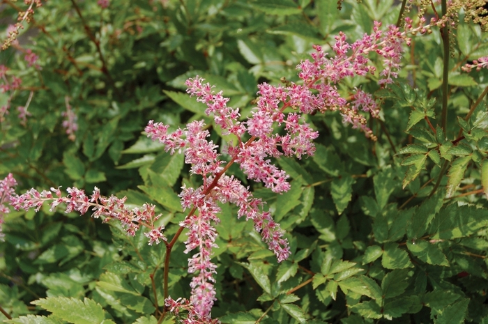 False Spirea - Astilbe x arendsii 'Flamingo' from E.C. Brown's Nursery