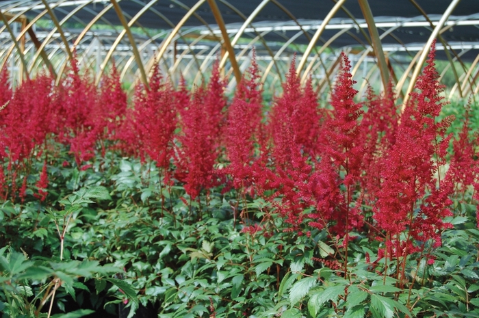 False Spirea - Astilbe arendsii 'Fanal' from E.C. Brown's Nursery False Spirea - Astilbe arendsii 'Fanal' from E.C. Brown's Nursery