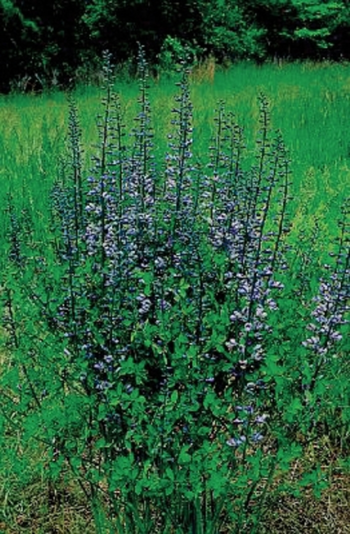 Wild Indigo - Baptisia x hybrida 'Purple Smoke' from E.C. Brown's Nursery