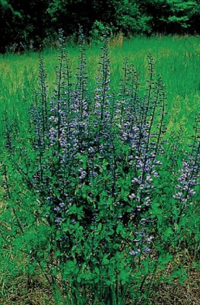 Wild Indigo - Baptisia x hybrida 'Purple Smoke' from E.C. Brown's Nursery Wild Indigo - Baptisia x hybrida 'Purple Smoke' from E.C. Brown's Nursery