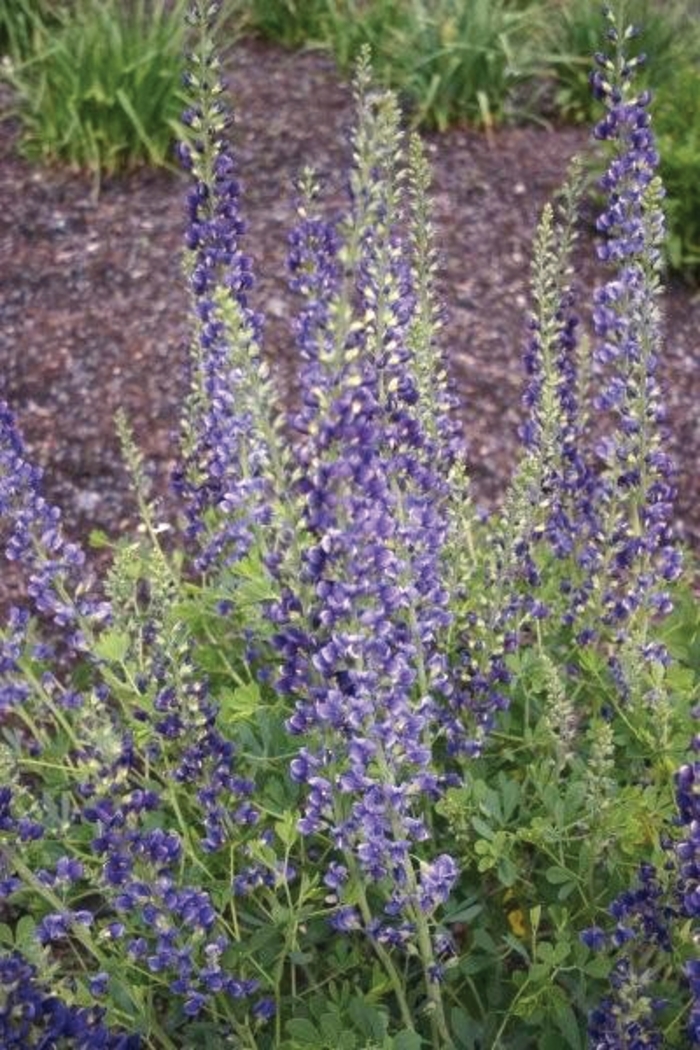 False Indigo - Baptisia x varicolor 'Midnite Prairieblues™ ' from E.C. Brown's Nursery False Indigo - Baptisia x varicolor 'Midnite Prairieblues™ ' from E.C. Brown's Nursery