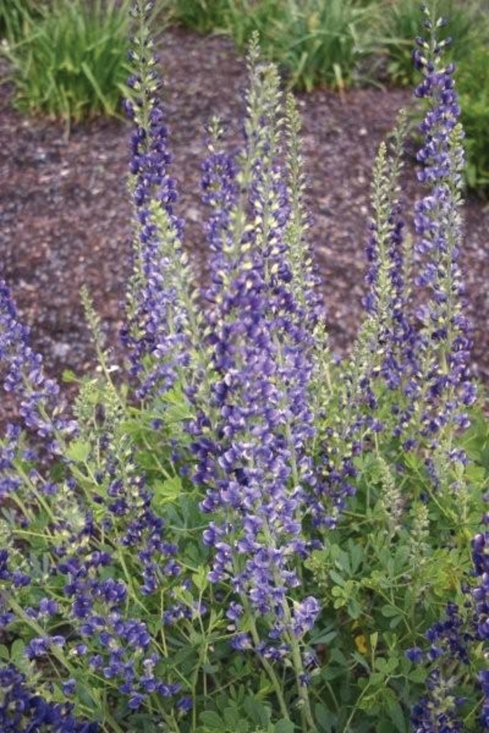 False Indigo - Baptisia x varicolor 'Midnite Prairieblues™ ' from E.C. Brown's Nursery