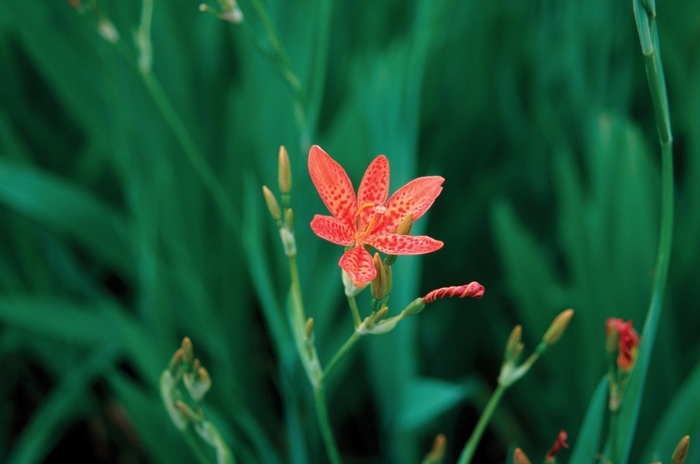 Blackberry Lily - Belamcanda chinensis from E.C. Brown's Nursery Blackberry Lily - Belamcanda chinensis from E.C. Brown's Nursery