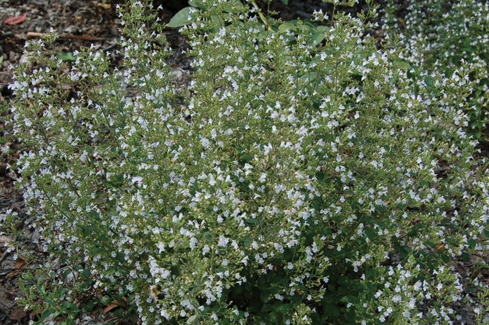 Calamint - Calamintha nepeta 'var nepeta' from E.C. Brown's Nursery