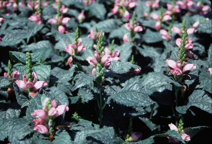 'Hot Lips' Pink Turtlehead - Chelone lyonii from E.C. Brown's Nursery 'Hot Lips' Pink Turtlehead - Chelone lyonii from E.C. Brown's Nursery