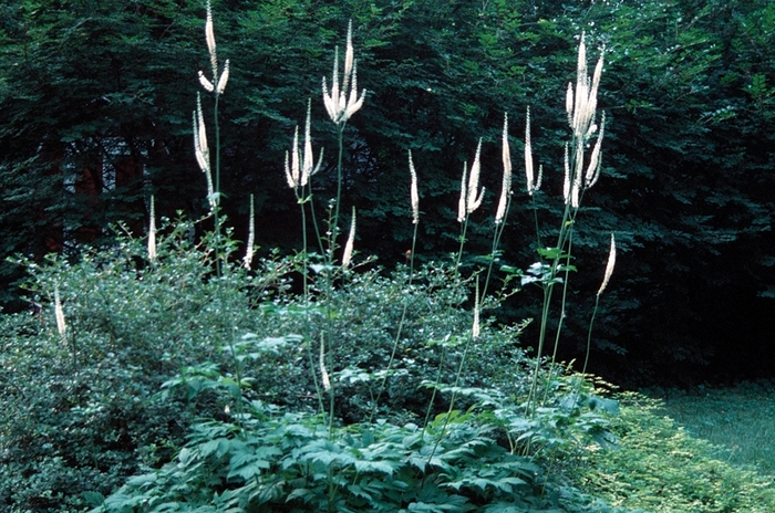 Bugbane - Cimicifuga ramosa from E.C. Brown's Nursery