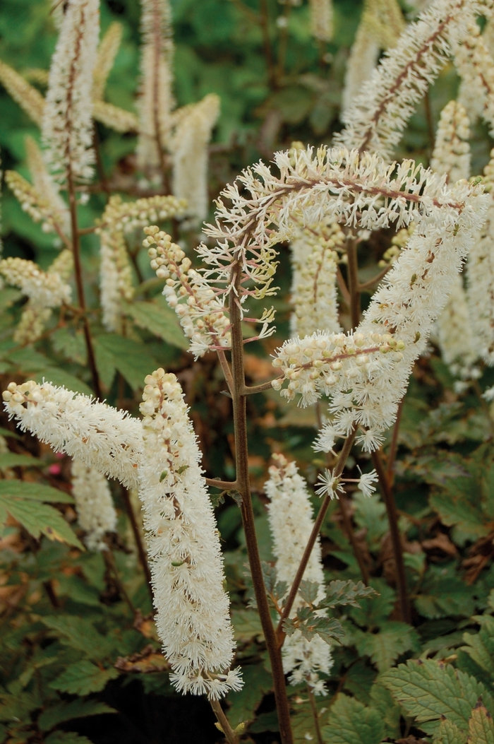 Branched Bugbane - Actaea ramosa 'Atropurpurea' from E.C. Brown's Nursery Branched Bugbane - Actaea ramosa 'Atropurpurea' from E.C. Brown's Nursery