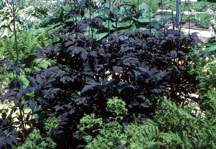 Purple-leaf Bugbane - Cimicifuga ramosa 'Hillside Black Beauty' from E.C. Brown's Nursery Purple-leaf Bugbane - Cimicifuga ramosa 'Hillside Black Beauty' from E.C. Brown's Nursery