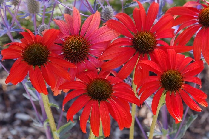 Coneflower - Echinacea 'Tomato Soup' from E.C. Brown's Nursery