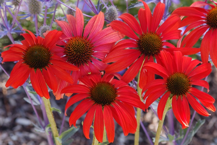 Coneflower - Echinacea 'Tomato Soup' from E.C. Brown's Nursery Coneflower - Echinacea 'Tomato Soup' from E.C. Brown's Nursery