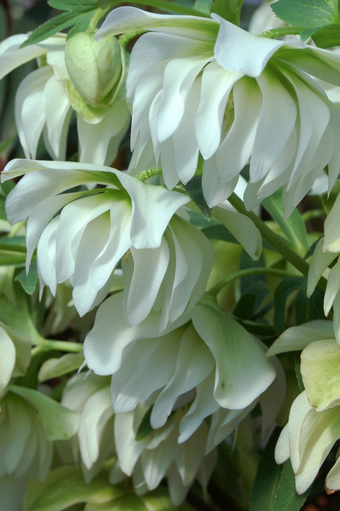 Sparkling Diamond Double Lenton Rose - Helleborus x hybridus 'Sparkling Diamond' from E.C. Brown's Nursery