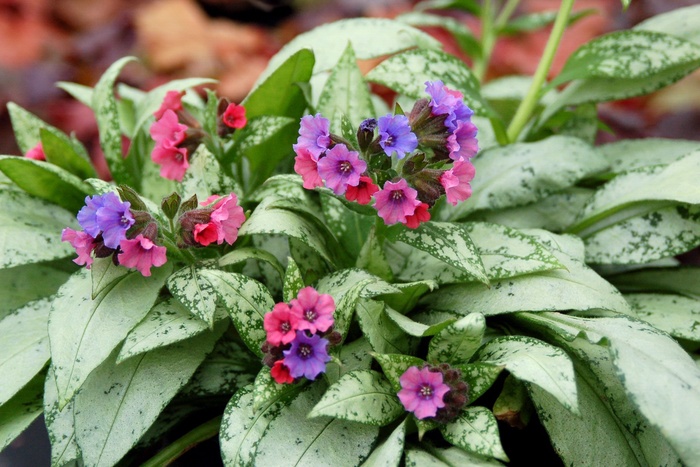 Lungwort - Pulmonaria 'Silver Bouquet' from E.C. Brown's Nursery