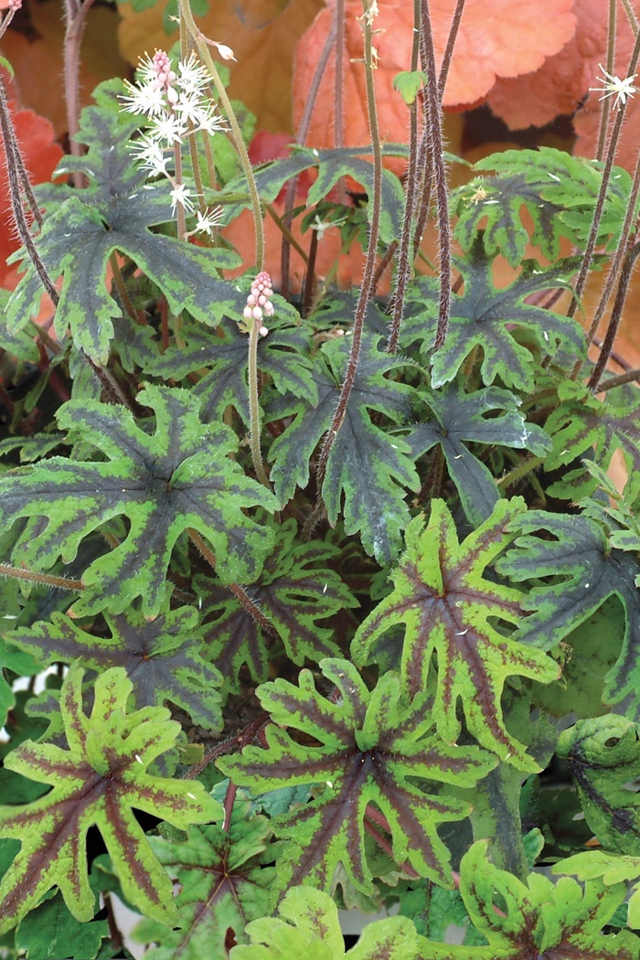 Trailing Foam Flower - Tiarella 'Oakleaf' from E.C. Brown's Nursery