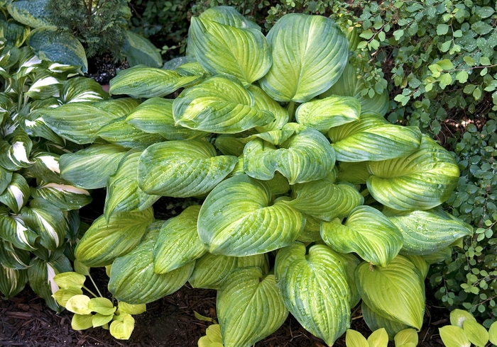 Hosta - Plantain Lily - Hosta 'Guacamole' from E.C. Brown's Nursery