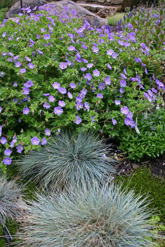Rozanne Cranesbill - Geranium 'Rozanne' from E.C. Brown's Nursery Rozanne Cranesbill - Geranium 'Rozanne' from E.C. Brown's Nursery