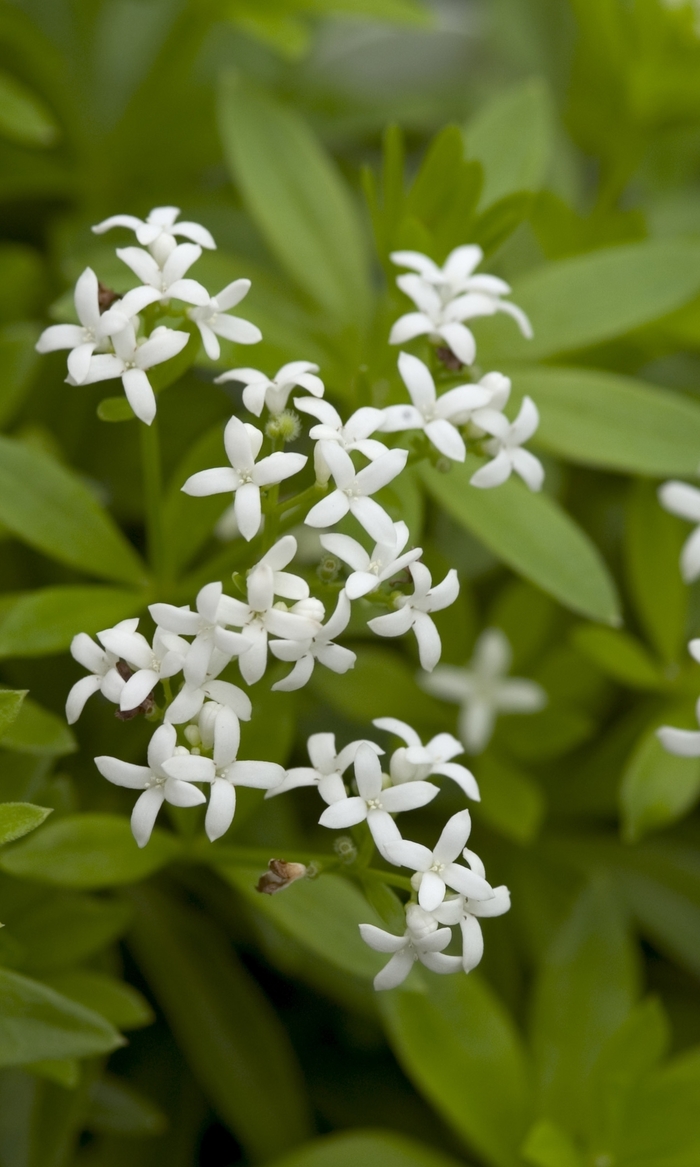 Sweet Woodruff - Galium odoratum from E.C. Brown's Nursery Sweet Woodruff - Galium odoratum from E.C. Brown's Nursery