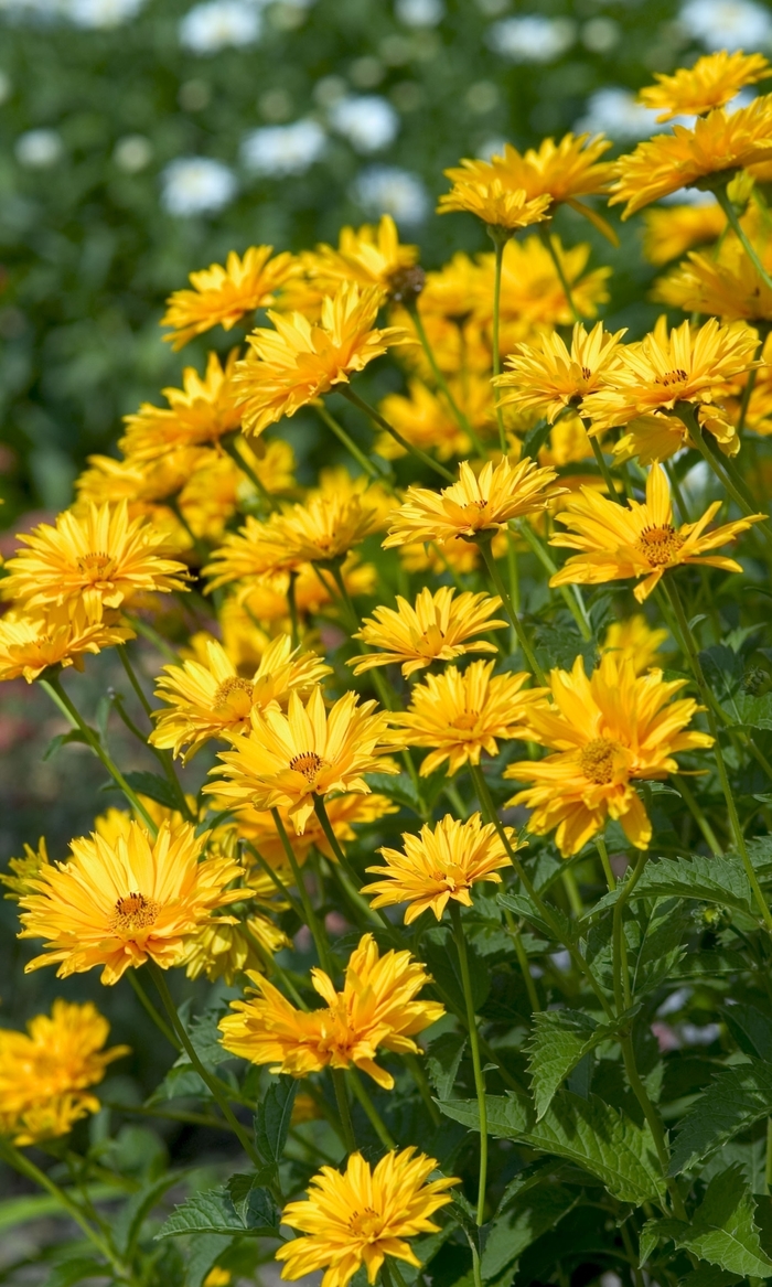 Ballerina False Sunflower - Heliopsis 'Ballerina' (False Sunflower) from E.C. Brown's Nursery