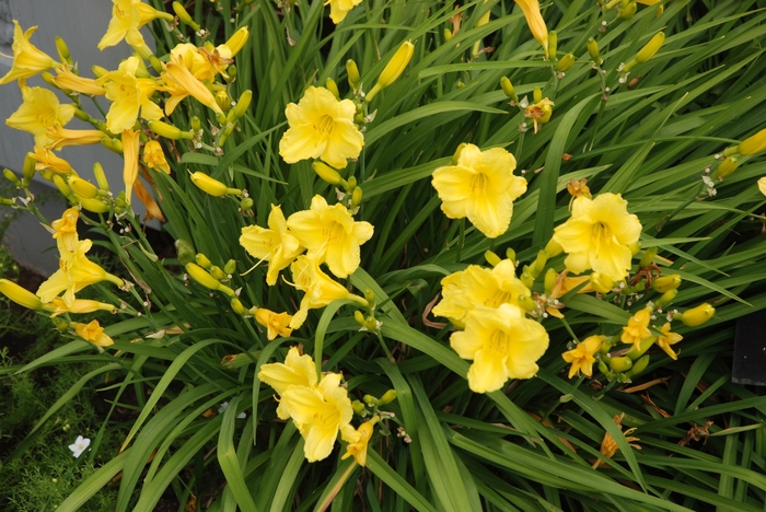 'Happy Returns' Daylily - Hemerocallis from E.C. Brown's Nursery 'Happy Returns' Daylily - Hemerocallis from E.C. Brown's Nursery