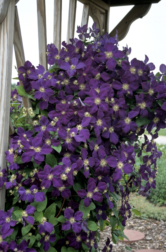 Clematis, Jackmanii - Clematis 'Jackmanii' from E.C. Brown's Nursery