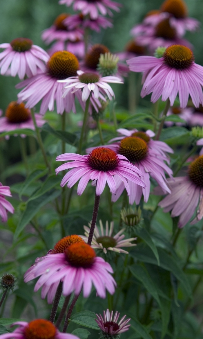 Magnus Coneflower - Echinacea 'Magnus' from E.C. Brown's Nursery