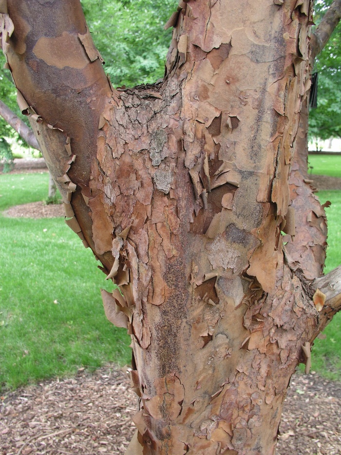 Paperbark Maple - Acer griseum from E.C. Brown's Nursery Paperbark Maple - Acer griseum from E.C. Brown's Nursery