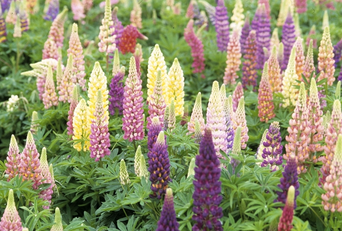 Perennial Lupine - Lupinus perennis from E.C. Brown's Nursery