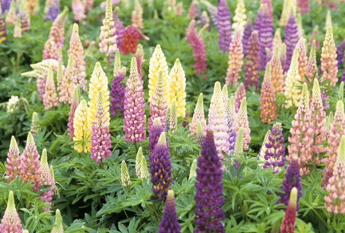 Perennial Lupine - Lupinus perennis from E.C. Brown's Nursery Perennial Lupine - Lupinus perennis from E.C. Brown's Nursery