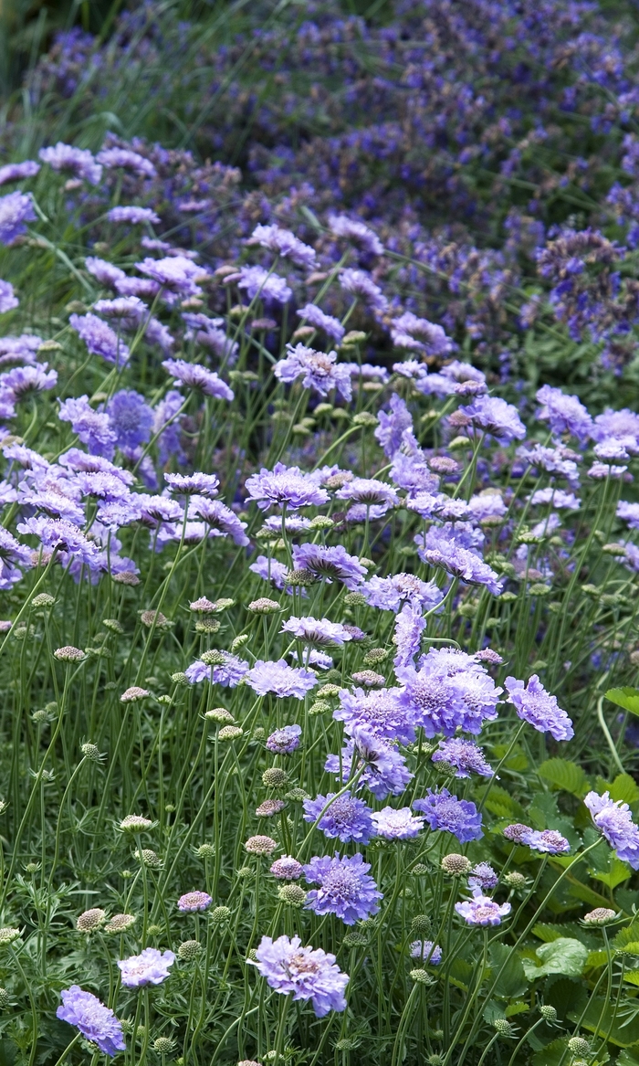 Pincushion Flower - Scabiosa columbaria 'Butterfly Blue' from E.C. Brown's Nursery