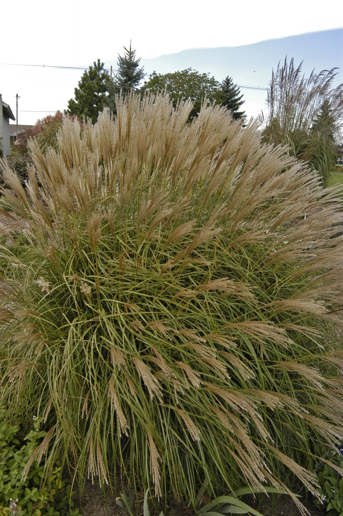 Dwarf Japanese Silver Grass - Miscanthus sinensis 'Adagio' from E.C. Brown's Nursery Dwarf Japanese Silver Grass - Miscanthus sinensis 'Adagio' from E.C. Brown's Nursery