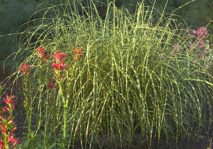 Zebra Grass - Miscanthus sinensis 'Zebrinus' from E.C. Brown's Nursery Zebra Grass - Miscanthus sinensis 'Zebrinus' from E.C. Brown's Nursery