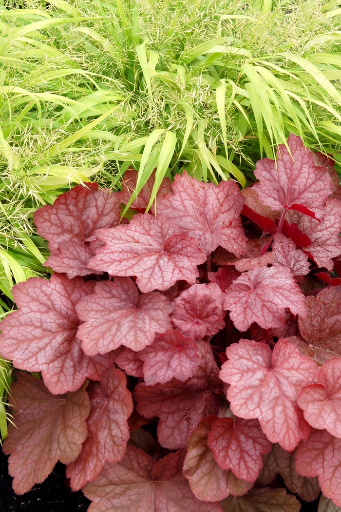 Coral Bells - Heuchera 'Georgia Peach' from E.C. Brown's Nursery