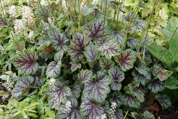 Coral Bells - Heuchera americana 'Green Spice' from E.C. Brown's Nursery Coral Bells - Heuchera americana 'Green Spice' from E.C. Brown's Nursery