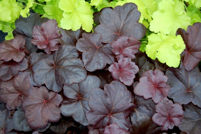 Coral Bells - Heuchera 'Obsidian' from E.C. Brown's Nursery Coral Bells - Heuchera 'Obsidian' from E.C. Brown's Nursery