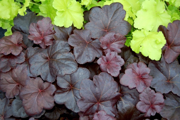 Coral Bells - Heuchera 'Obsidian' from E.C. Brown's Nursery