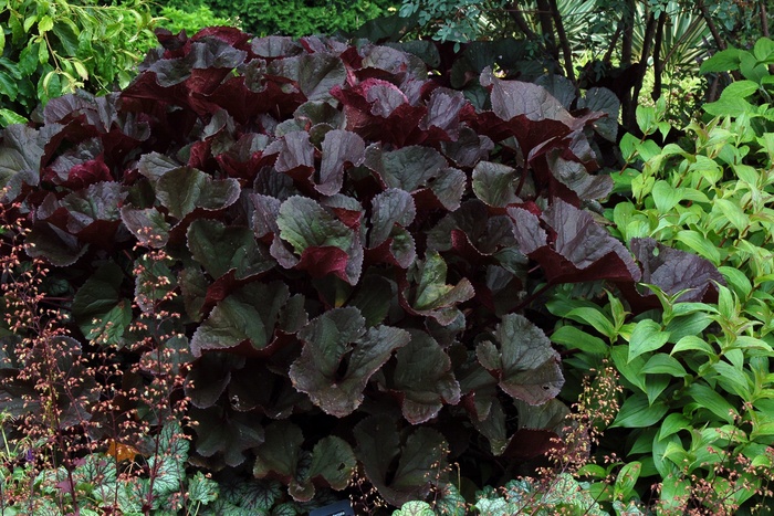 Bigleaf Goldenray - Ligularia dentata 'Britt Marie Crawford' from E.C. Brown's Nursery