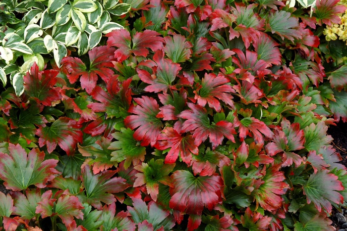 Crimson Fans Mukdenia - Mukdenia rossii 'Crimson Fans' from E.C. Brown's Nursery