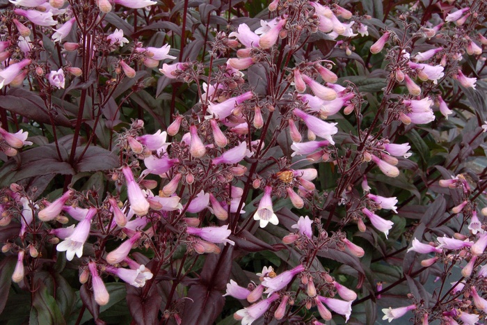 'Dark Towers' - Penstemon from E.C. Brown's Nursery 'Dark Towers' - Penstemon from E.C. Brown's Nursery