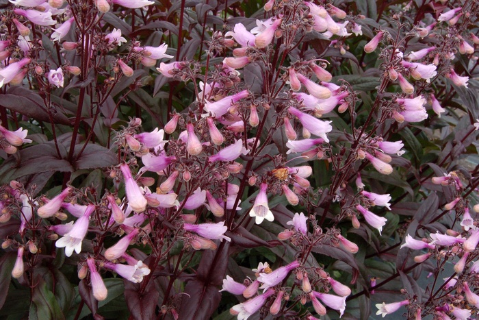 'Dark Towers' - Penstemon from E.C. Brown's Nursery