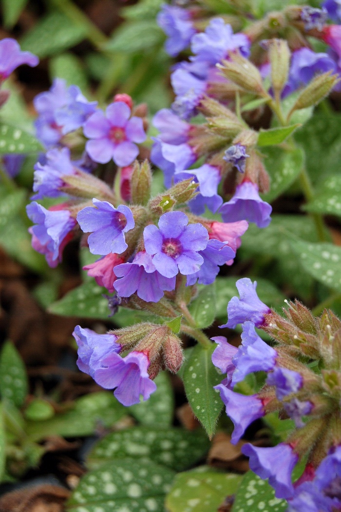 Lungwort - Pulmonaria 'Trevi Fountain' from E.C. Brown's Nursery