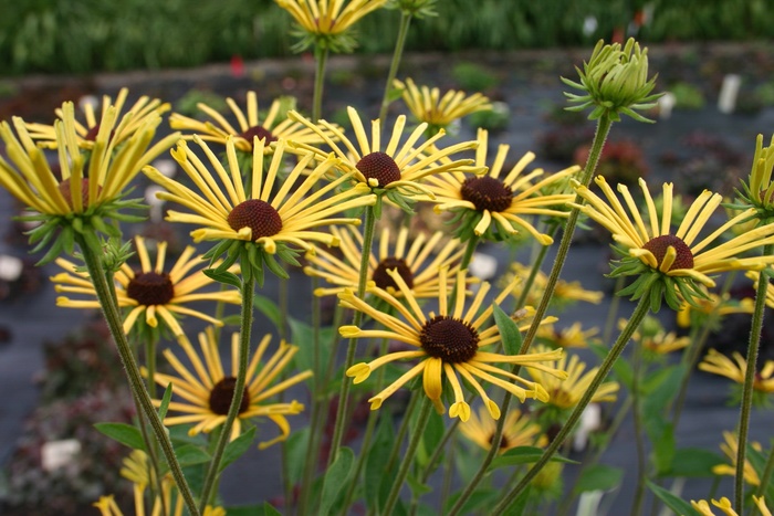 'Henry Eilers' - Rudbeckia subtomentosa from E.C. Brown's Nursery