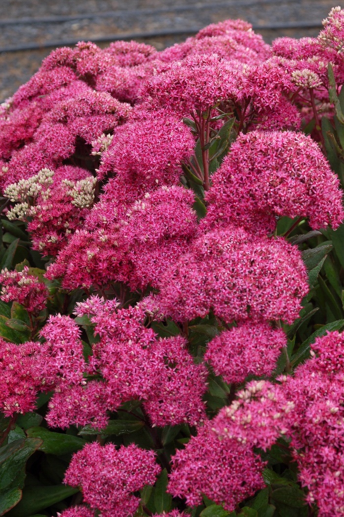 'Mr Goodbud' - Sedum hybrid from E.C. Brown's Nursery 'Mr Goodbud' - Sedum hybrid from E.C. Brown's Nursery