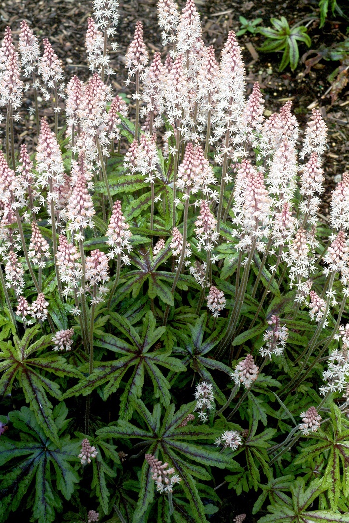 Foamflower - Tiarella 'Candy Striper' from E.C. Brown's Nursery