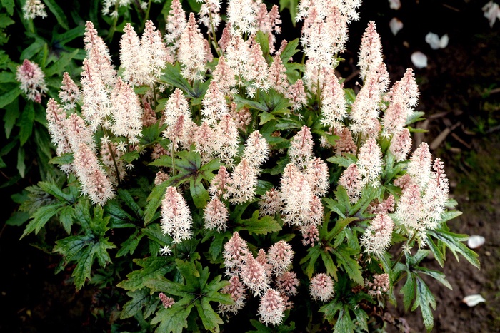 Foamflower - Tiarella 'Pink Skyrocket' from E.C. Brown's Nursery