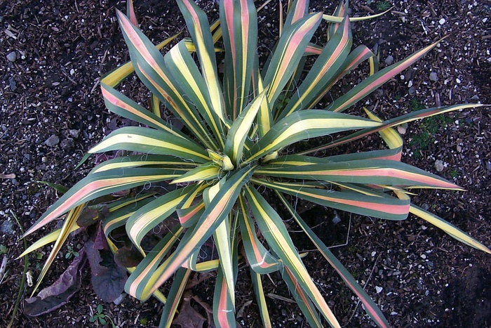 Adam's Needle - Yucca filamentosa 'Color Guard' from E.C. Brown's Nursery