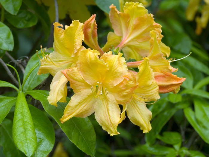  'Golden Lights' - Rhododendron hybrid from E.C. Brown's Nursery