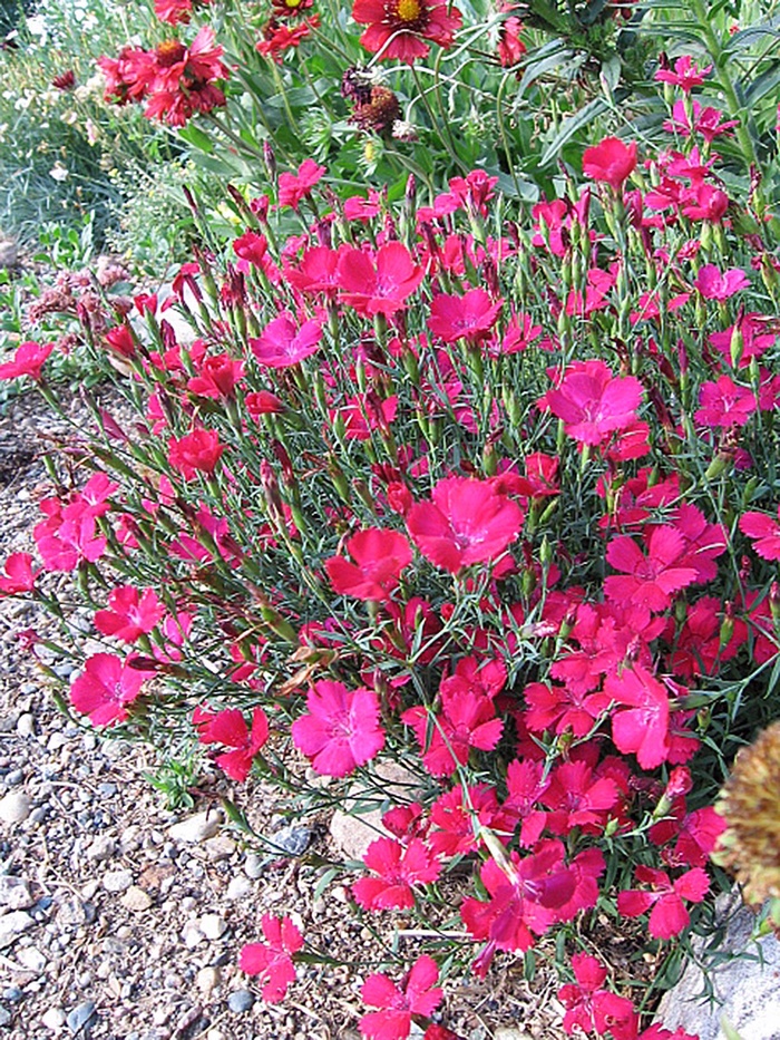 Maiden Pinks - Dianthus deltoides ''Zing Rose'' from E.C. Brown's Nursery Maiden Pinks - Dianthus deltoides ''Zing Rose'' from E.C. Brown's Nursery